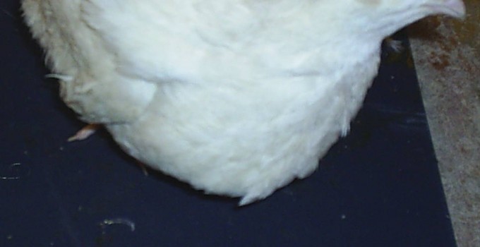 Инкубационное яйцо скороспелых мясных перепелов