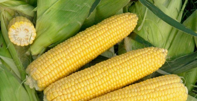 Кукуруза (початок и семена)