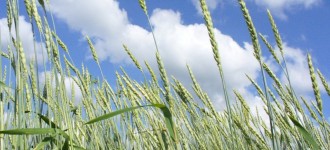 Пшеница яровая (зерно)