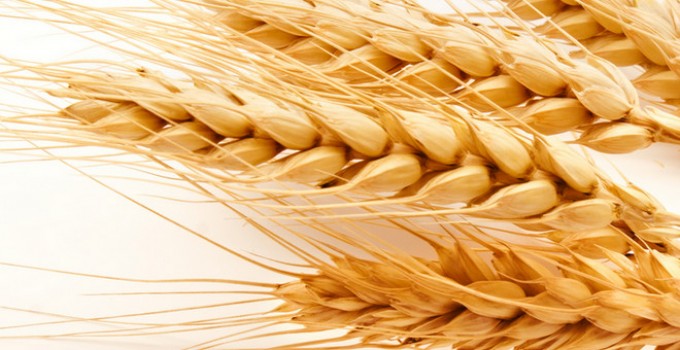 Семена озимой пшеницы Таня, Тимирязевка-150, Юбилейная-100, Юка