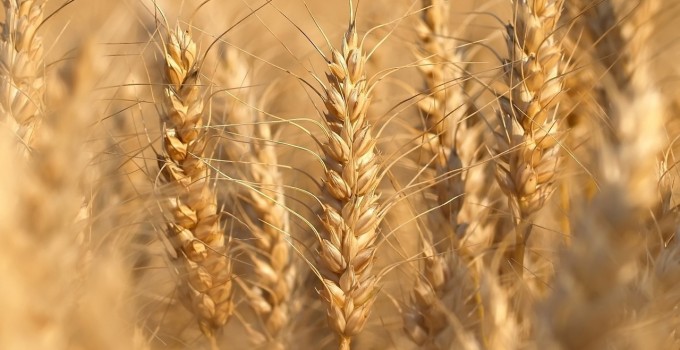 Семена озимой пшеницы Гомер, Граф, Гурт, Еланчик
