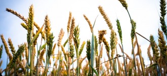 Семена озимой пшеницы Алексеич, Ахмат, Безостая-100, Гром
