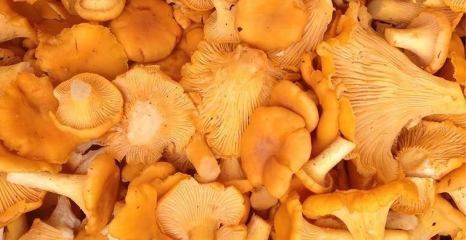 Лисички замороженные