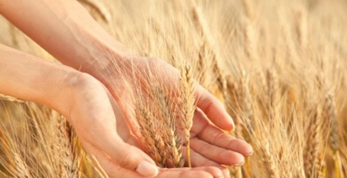 Семена озимой пшеницы Алексеич, Ахмат, Безостая-100, Гром, Еланчик, Юка  и др