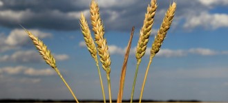 Семена озимой пшеницы Алексеич, Ахмат, Безостая-100, Гром, Еланчик, Юка и др