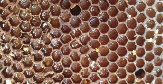 Пчелиная перга, пыльца, Приморский край