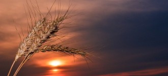 Семена озимой пшеницы Алексеич, Ахмат, Безостая-100, Гром, Еланчик, Юка и др
