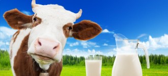Сырое молоко высшего сорта от 24 тонн в день