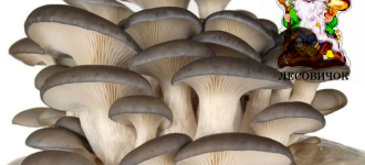 Вешенки свежие грибы купить оптом и в розницу