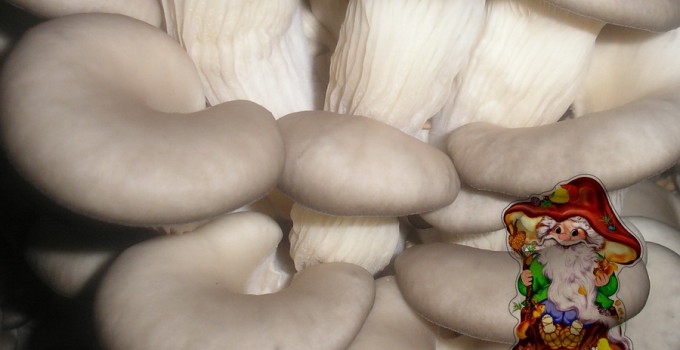 Вешенки свежие грибы купить оптом и в розницу