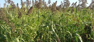 Семена суданской травы сорт Кинельская 100