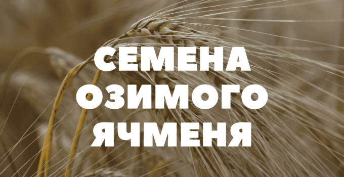 Семена озимого ячменя