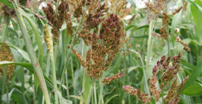 Семена суданской травы Камышинская-51