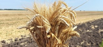 Семена озимой пшеницы Алексеич, Ахмат, Безостая-100, Гром, Юка и др