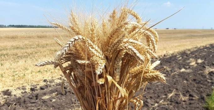 Семена озимой пшеницы Алексеич, Ахмат, Безостая-100, Гром, Юка и др