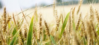 Семена озимой пшеницы Юка