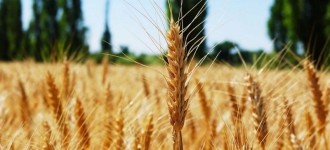 Семена озимой пшеницы Шарм