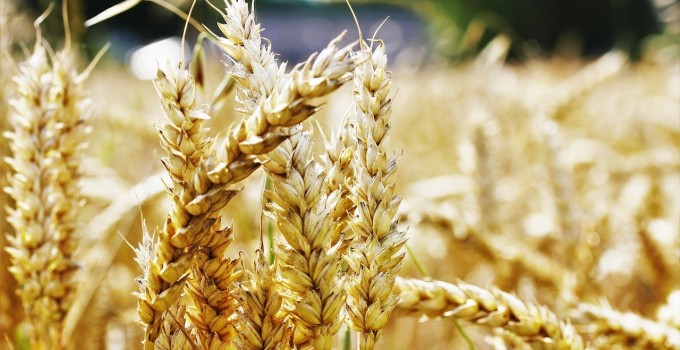 Семена озимой пшеницы Тимирязевка-150