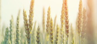Семена озимой пшеницы Таня