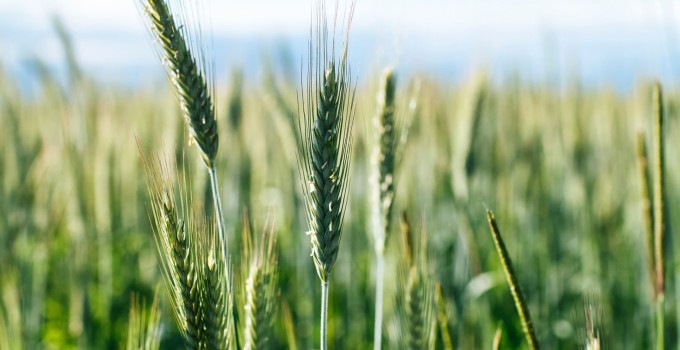 Семена озимой пшеницы Степь