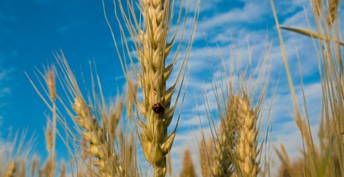 Семена озимой пшеницы Гром