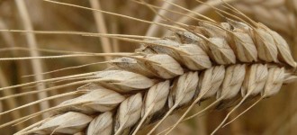 Семена озимой пшеницы Безостая-100