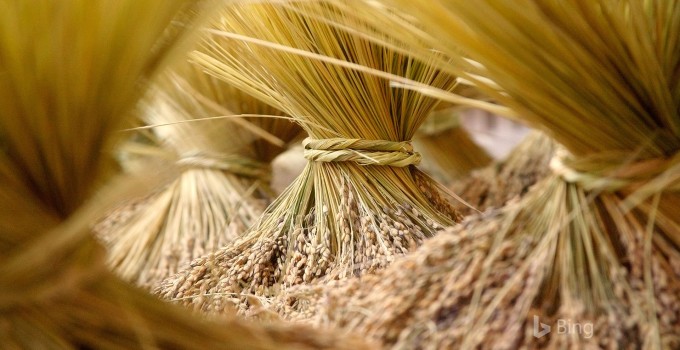 Семена озимой пшеницы Алексеич