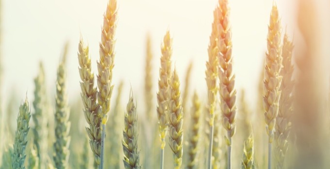 Семена озимой пшеницы Ахмат, Безостая-100, Гомер, Стиль-18, Таня, Шарм и др
