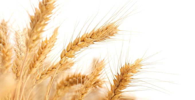 Семена озимой пшеницы, ячменя, тритикале