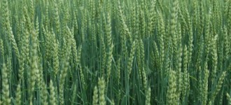 Пшеница мягкая яровая "Новосибирская-41" (репродукционные семена, РС1)