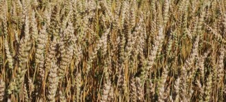 Пшеница мягкая яровая "Новосибирская-41" (оригинальные семена, суперэлита ОС СЭ)