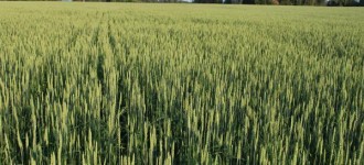 Пшеница мягкая яровая "Новосибирская-16" (оригинальные семена, суперэлита) ОС СЭ