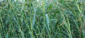 Суданская трава "Кинельская-100" (репродукционные семена РС1)