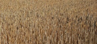 Пшеница мягкая яровая "Новосибирская-16" (оригинальные семена, питомник размножения)