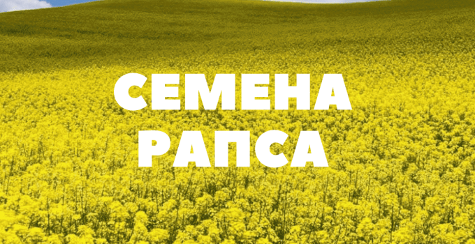 Продам семена озимого рапса