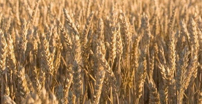 Льговская ОСС реализует семена оз. пшеницы