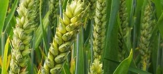 Семена озимой пшеницы Алексеич, Гром, Таня, Стиль-18, Школа, Юка и др