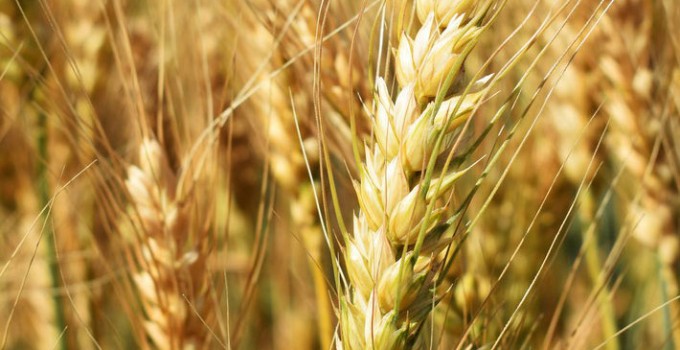 Семена озимой пшеницы "Московская 56"