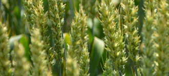 Семена озимой пшеницы Алексеич, Безостая-100, Гром, Таня, Юка и др