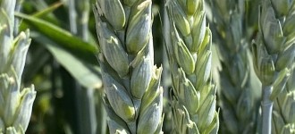 Семена озимой пшеницы Алексеич, Безостая-100, Гром, Таня, Школа, Юка и др