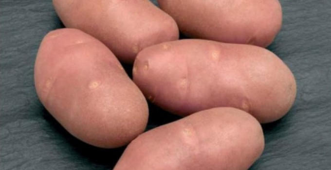 Продам картофель оптом: РЕД СКАРЛЕТТ