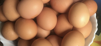 Продажа куриного яйца