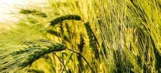 Семена озимой пшеницы Алексеич, Безостая-100, Гром, Таня, Юка и др