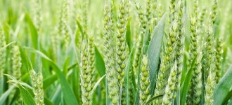 Семена озимой пшеницы Алексеич, Гром, Еланчик, Классика, Таня, Юка и др