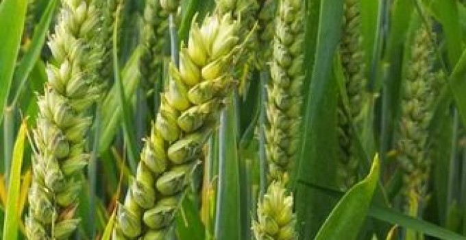 Семена озимой пшеницы Алексеич, Безостая-100, Классика, Таня, Школа, Юка и др