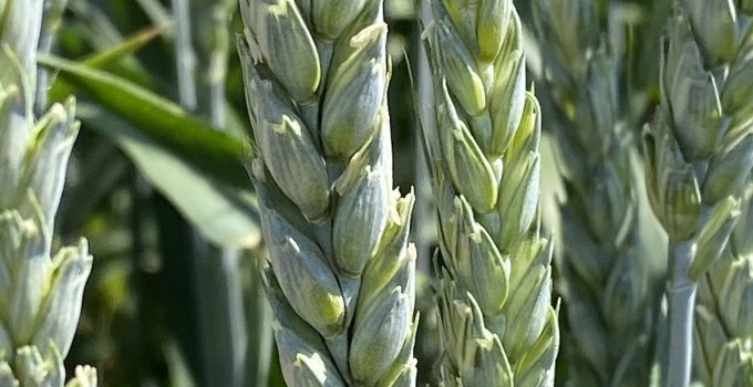 Семена озимой пшеницы Алексеич, Граф, Классика, Тимирязевка-150, Стиль-18 и др