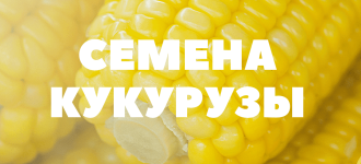 Семена кукурузы Краснодарская 291,199,385
