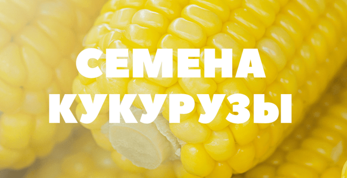 Семена кукурузы Краснодарская 291,199,385