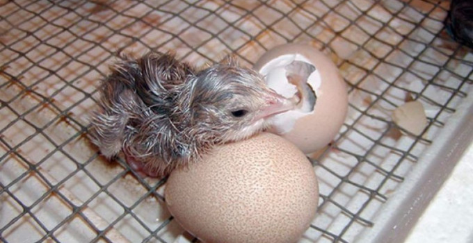 Цесарка серо-крапчатая: птенцы, яйца инкубационные и на еду, мясо, Санкт-Петербург