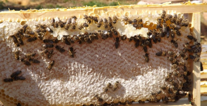 Продам пчеломаток 2020 от производителя Карпатской породи и Крника Белгородская обл